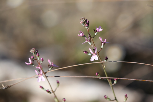 Stylidium neurophyllum (Stylidium neurophyllum)