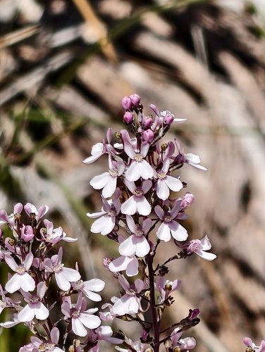 Stylidium neurophyllum (Stylidium neurophyllum)