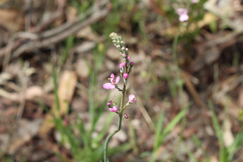 Stylidium neurophyllum (Stylidium neurophyllum)
