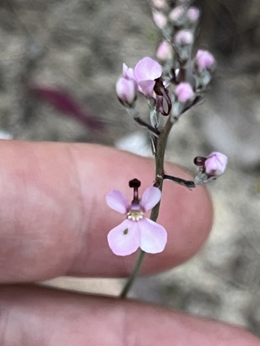 Stylidium neurophyllum (Stylidium neurophyllum)