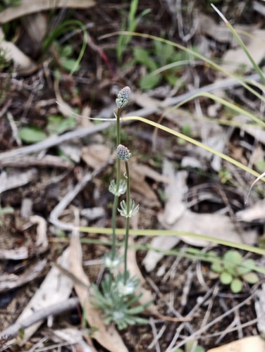 Stylidium neurophyllum (Stylidium neurophyllum)