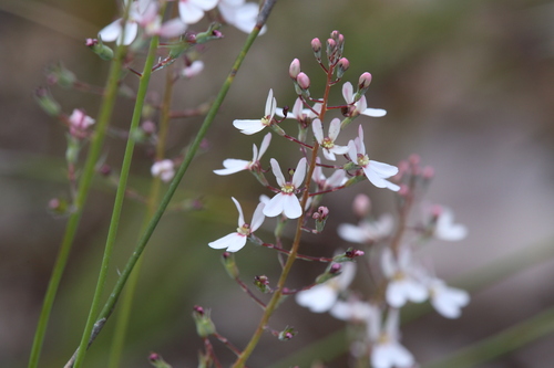 Stylidium neurophyllum (Stylidium neurophyllum)