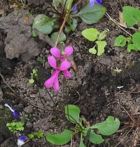 Stylidium notabile (Stylidium notabile)