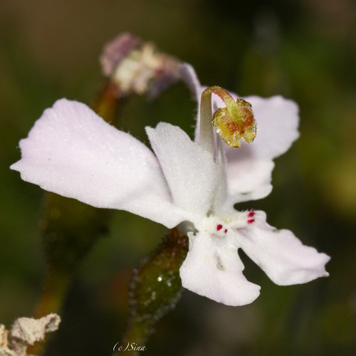 Stylidium nungarinense (Stylidium nungarinense)