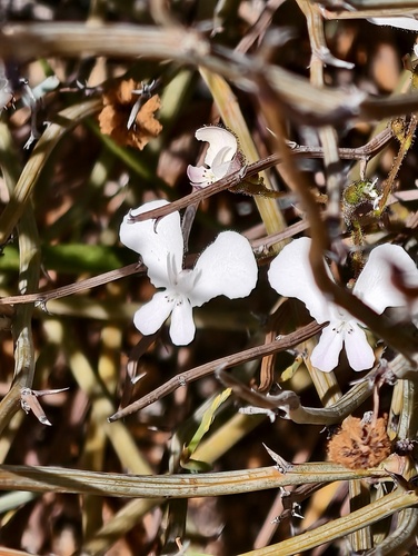 Stylidium nungarinense (Stylidium nungarinense)