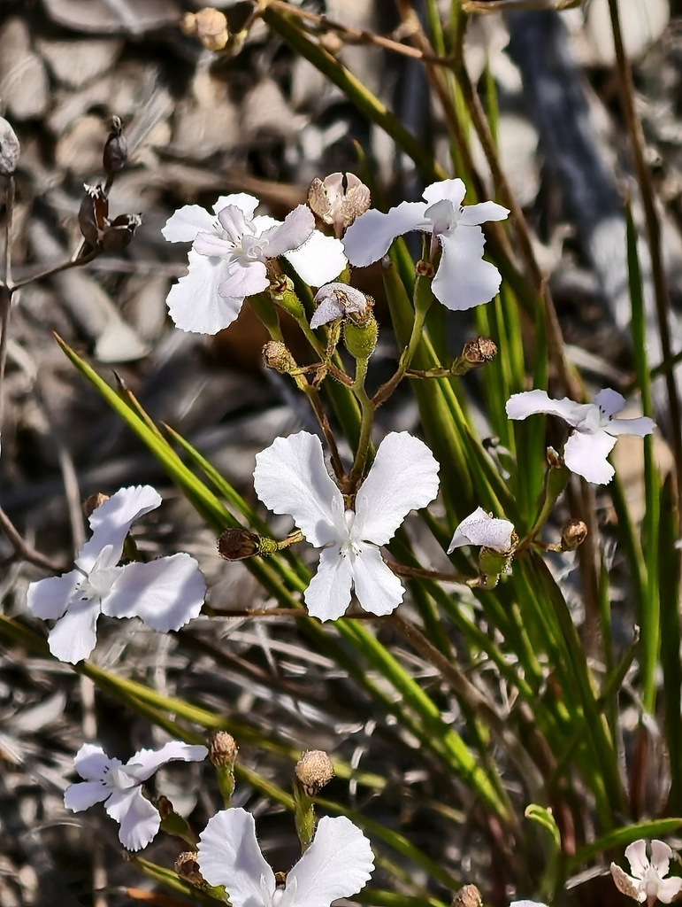 Stylidium nungarinense (Stylidium nungarinense)