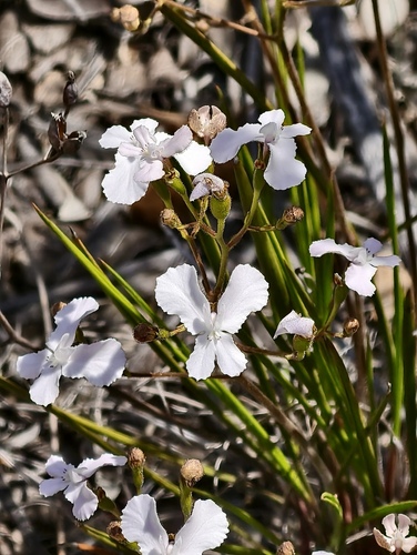 Stylidium nungarinense (Stylidium nungarinense)