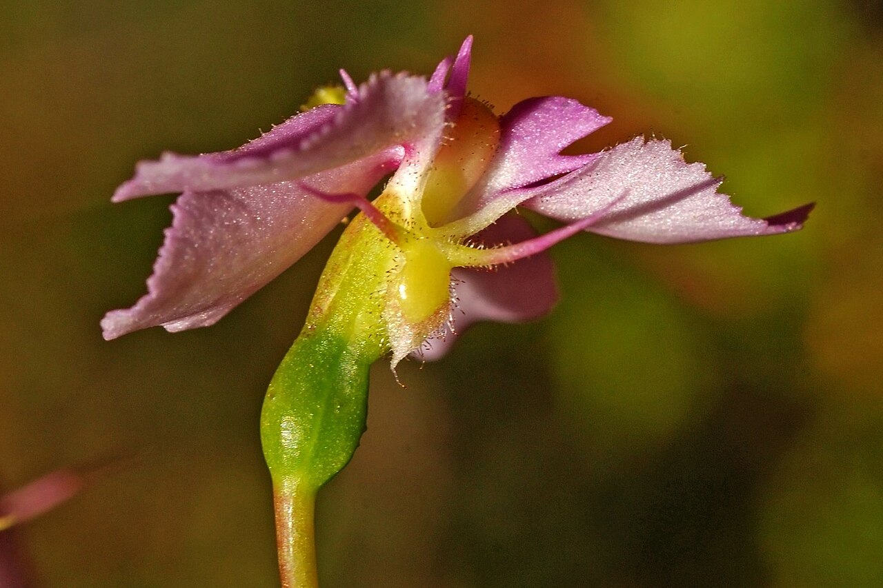 Stylidium nymphaeum: Stylidium nymphaeum