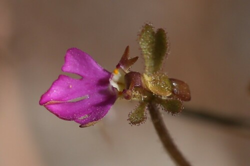 Stylidium pachyrrhizum (Stylidium pachyrrhizum)