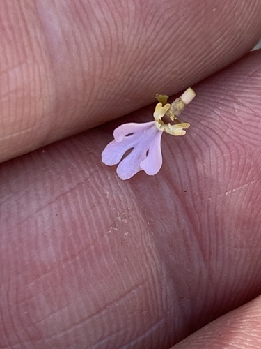 Stylidium pachyrrhizum (Stylidium pachyrrhizum)