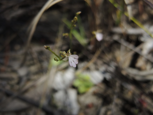 Stylidium pachyrrhizum (Stylidium pachyrrhizum)