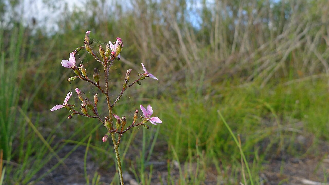 Stylidium paniculatum: Frail Triggerplant, Stylidium paniculatum inflorescence is a panicle. Limeburners Creek National Park, NSW Australia, December 2013.