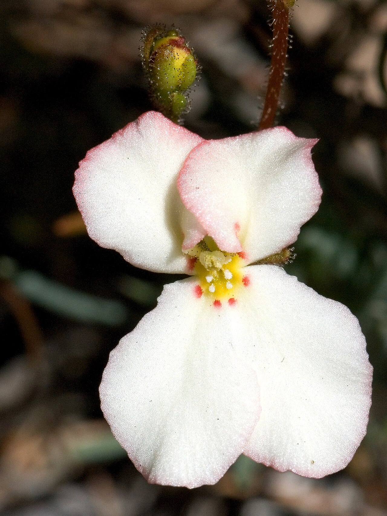 Stylidium paulineae: This beautiful Trigger plant is just starting to flower in the forest at the moment standing at 3cm. The flower is 2cm long, the trigger on this flower is very