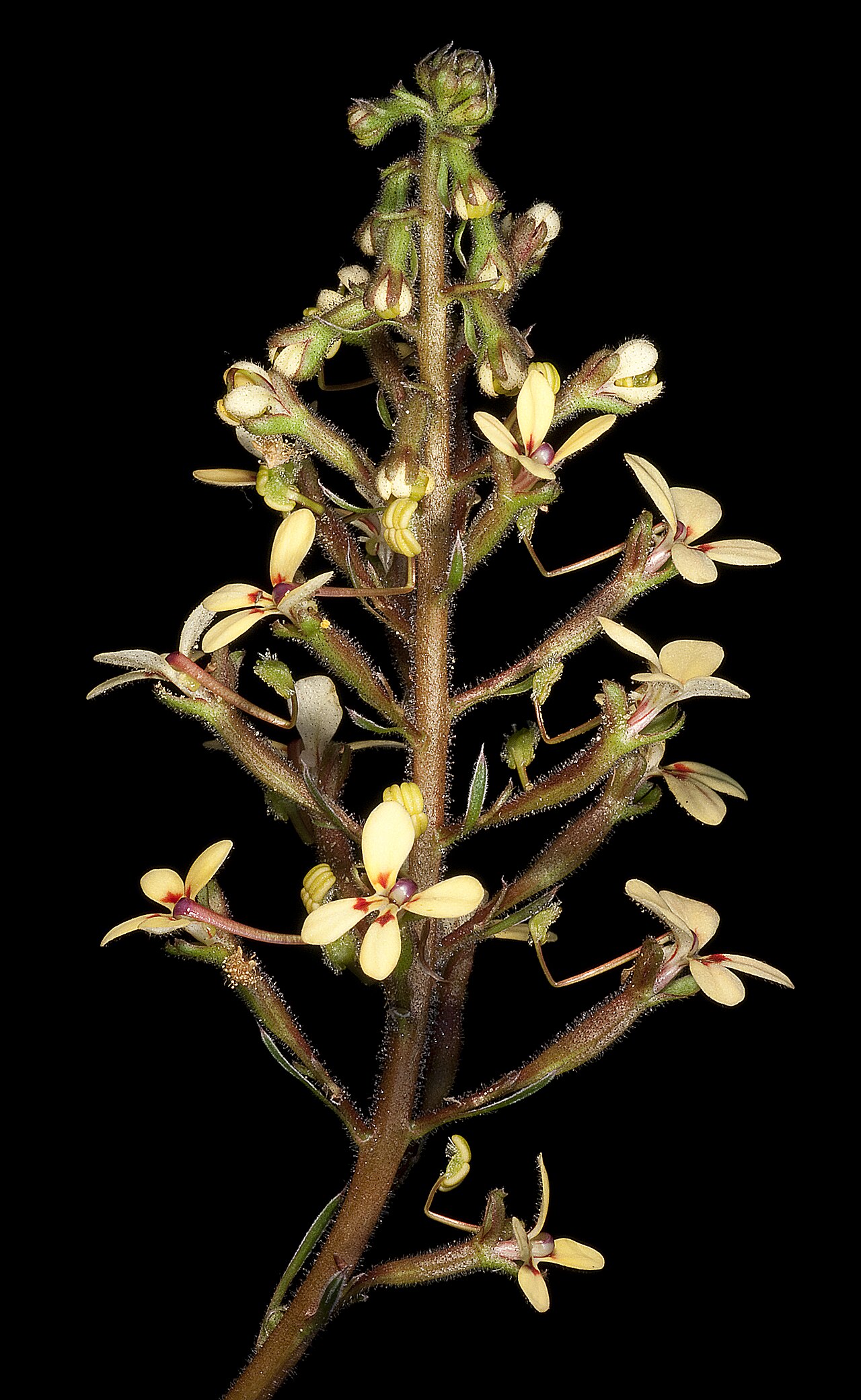 Stylidium pendulum: JA Wege 1826