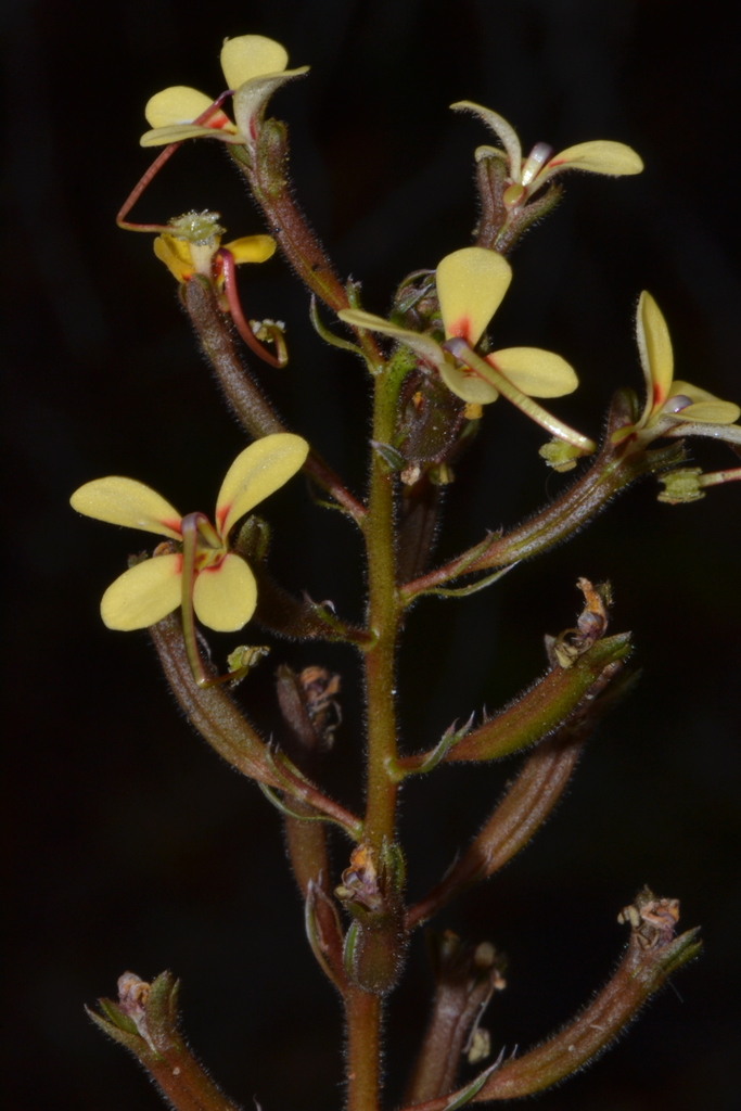 Stylidium pendulum (Stylidium pendulum)