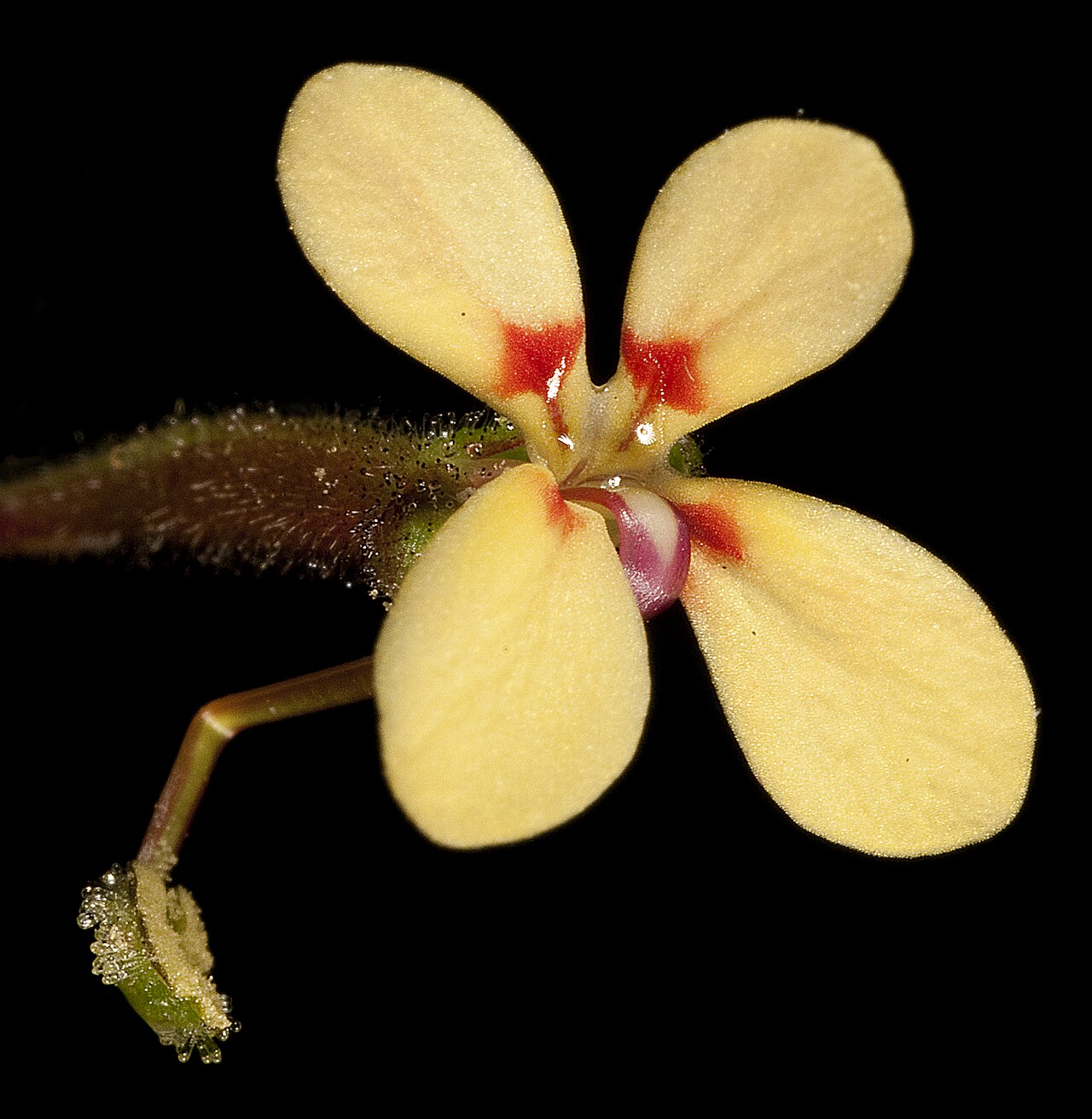 Stylidium pendulum: JA Wege 1826