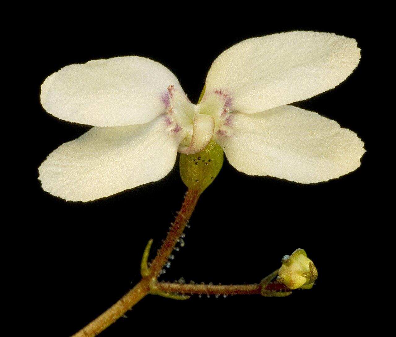 Stylidium perplexum: JAWege 1058 Western Australian Herbarium