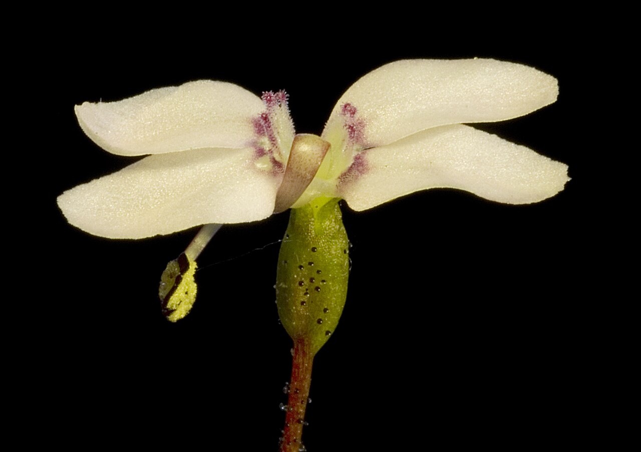 Stylidium perplexum: JAWege 1058 Western Australian Herbarium