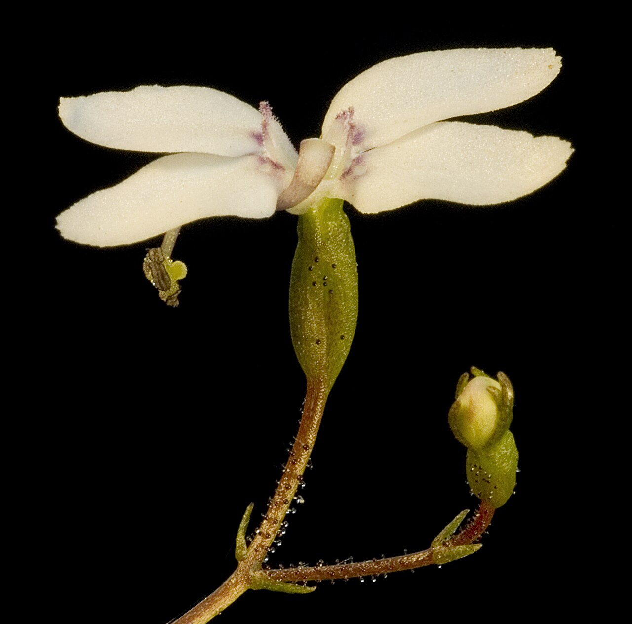 Stylidium perplexum: JAWege 1058 Western Australian Herbarium