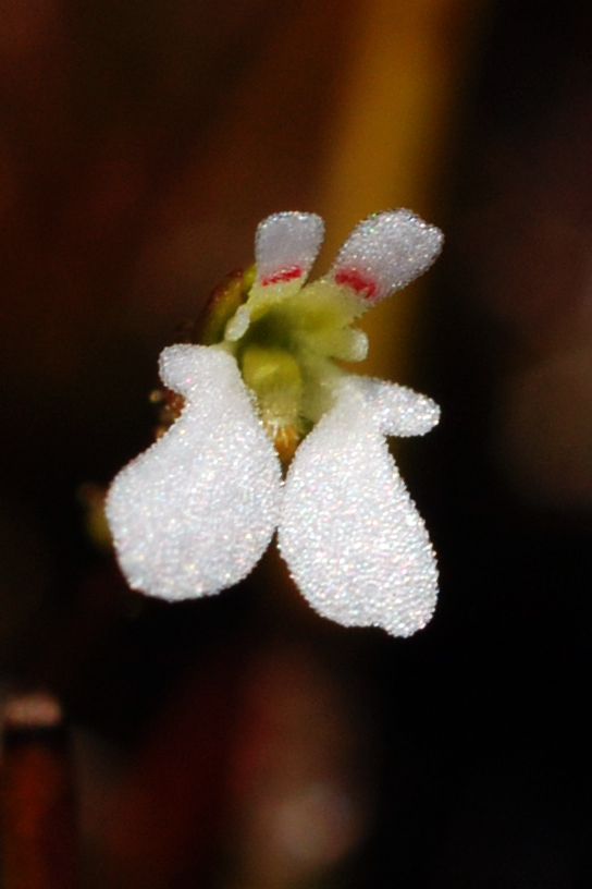Stylidium perpusillum: Stylidium perpusillum