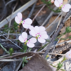 Stylidium perula (Stylidium perula)