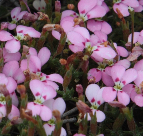 Stylidium perula (Stylidium perula)