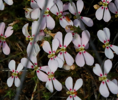 Stylidium perula (Stylidium perula)