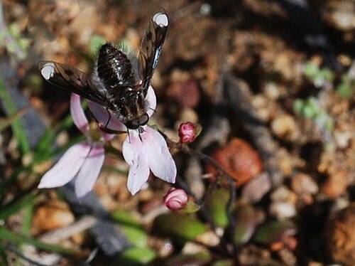 Stylidium petiolare: This beefly sitting on a Stylidium petiolare flower would get a hit from underneath sitting on it this way. It's interesting to think about as I had only though