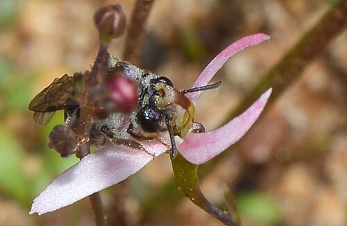 Stylidium petiolare: Fred took these shots of some native bees feeding on the Stylidium flowers. The bees were small enough for the flowers to support their weight. Stylidium petiol