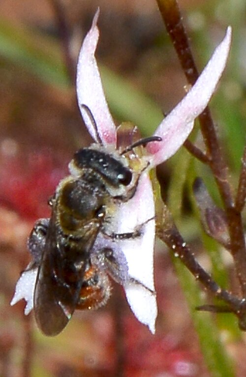 Stylidium petiolare: Fred took these shots of some native bees feeding on the Stylidium flowers. The bees were small enough for the flowers to support their weight. Stylidium petiol