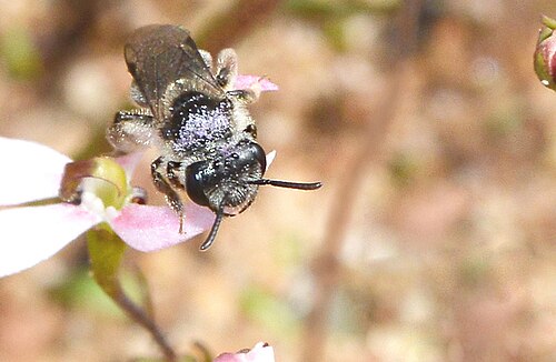 Stylidium petiolare: Fred took these shots of some native bees feeding on the Stylidium flowers. The bees were small enough for the flowers to support their weight. Stylidium petiol