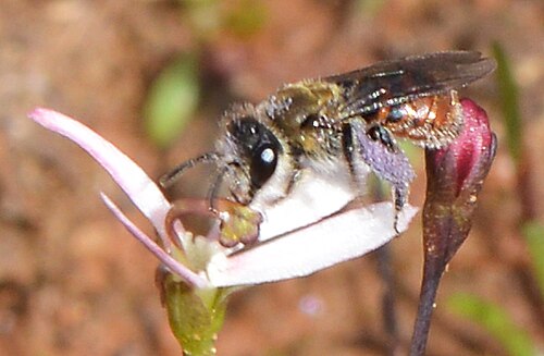 Stylidium petiolare: Fred took these shots of some native bees feeding on the Stylidium flowers. The bees were small enough for the flowers to support their weight. Stylidium petiol