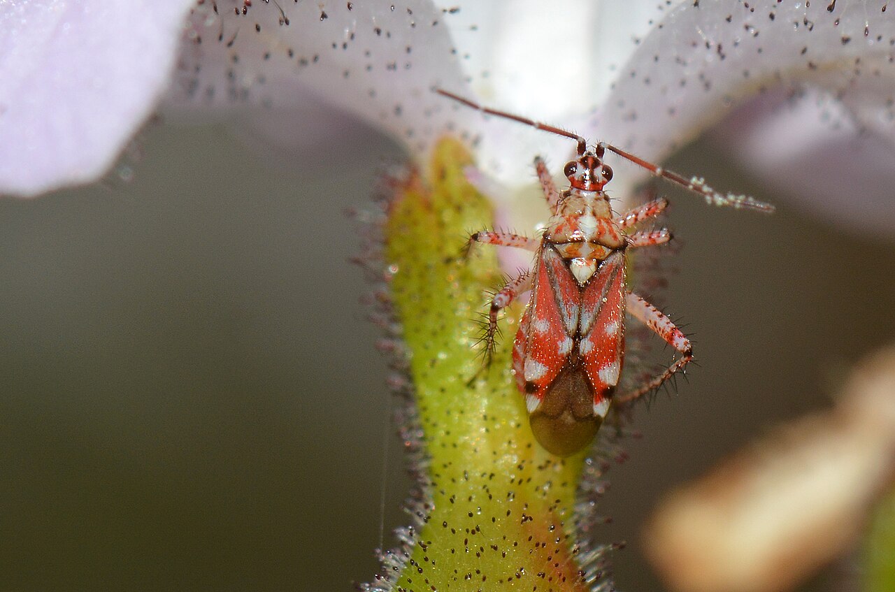 Stylidium petiolare: There were a number of Setocoris bugs of all ages walking on the flowers of this plant.