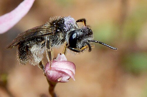 Stylidium petiolare: Fred took shots of native bees feeding on the Stylidium flowers. The bees were small enough for the flowers to support their weight. This bee is resting on an u