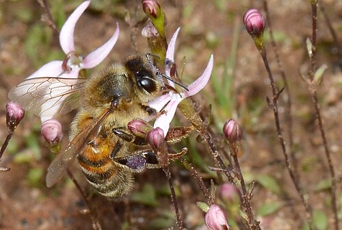 Stylidium petiolare: Most likely a feral honeybee feeding on the Stylidium petiolare flowers. When it landed, it was often so heavy that the flower stem could not support it but ben