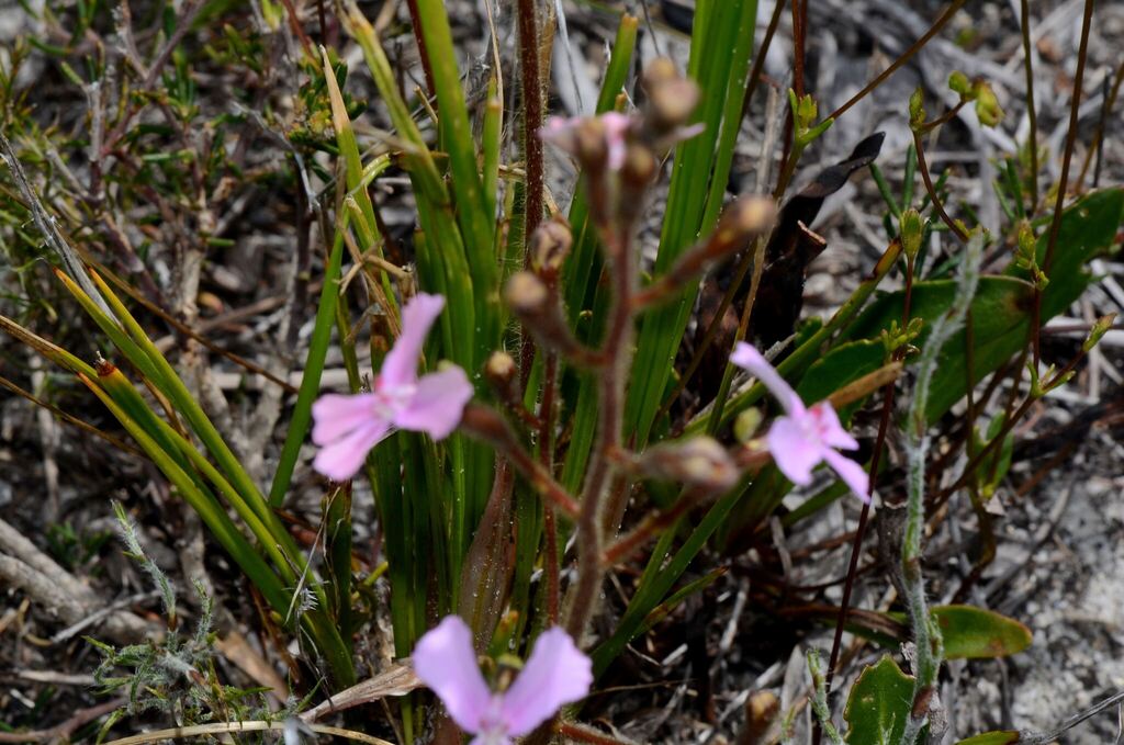 Stylidium pilosum (Stylidium pilosum)