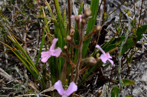 Stylidium pilosum (Stylidium pilosum)