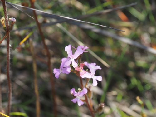 Stylidium pilosum (Stylidium pilosum)