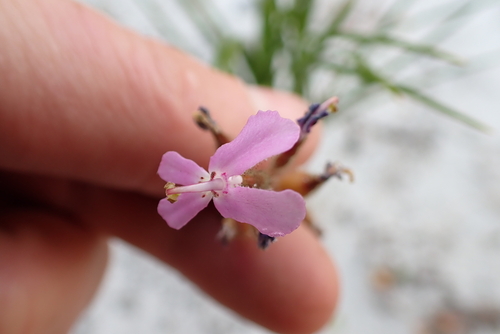 Stylidium pilosum (Stylidium pilosum)