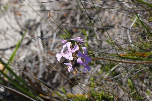 Stylidium pilosum (Stylidium pilosum)