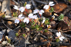 Stylidium pingrupense (Stylidium pingrupense)