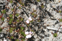 Stylidium pingrupense (Stylidium pingrupense)