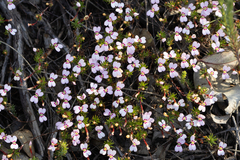 Stylidium pingrupense (Stylidium pingrupense)