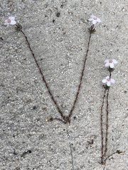 Stylidium pingrupense (Stylidium pingrupense)