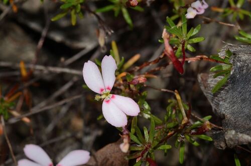 Stylidium pingrupense (Stylidium pingrupense)