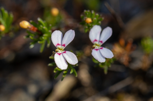 Stylidium pingrupense (Stylidium pingrupense)