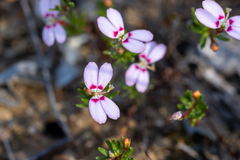 Stylidium pingrupense (Stylidium pingrupense)