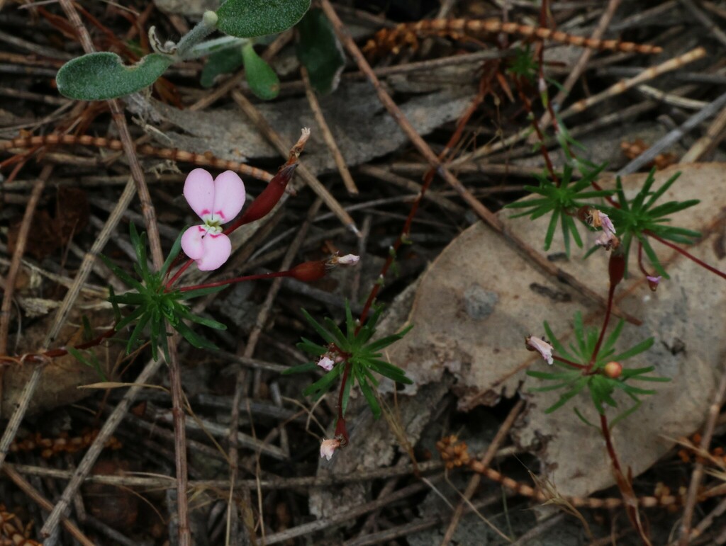Stylidium pingrupense (Stylidium pingrupense)