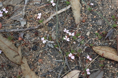 Stylidium pingrupense (Stylidium pingrupense)