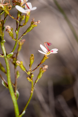 Stylidium ponticulus (Stylidium ponticulus)